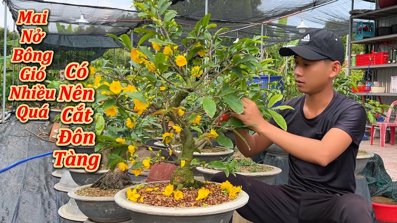 Mai Nở Bông Gió Nhiều Quá CÓ NÊN CẮT ĐÔN - Mai Vàng Duy Hiếu