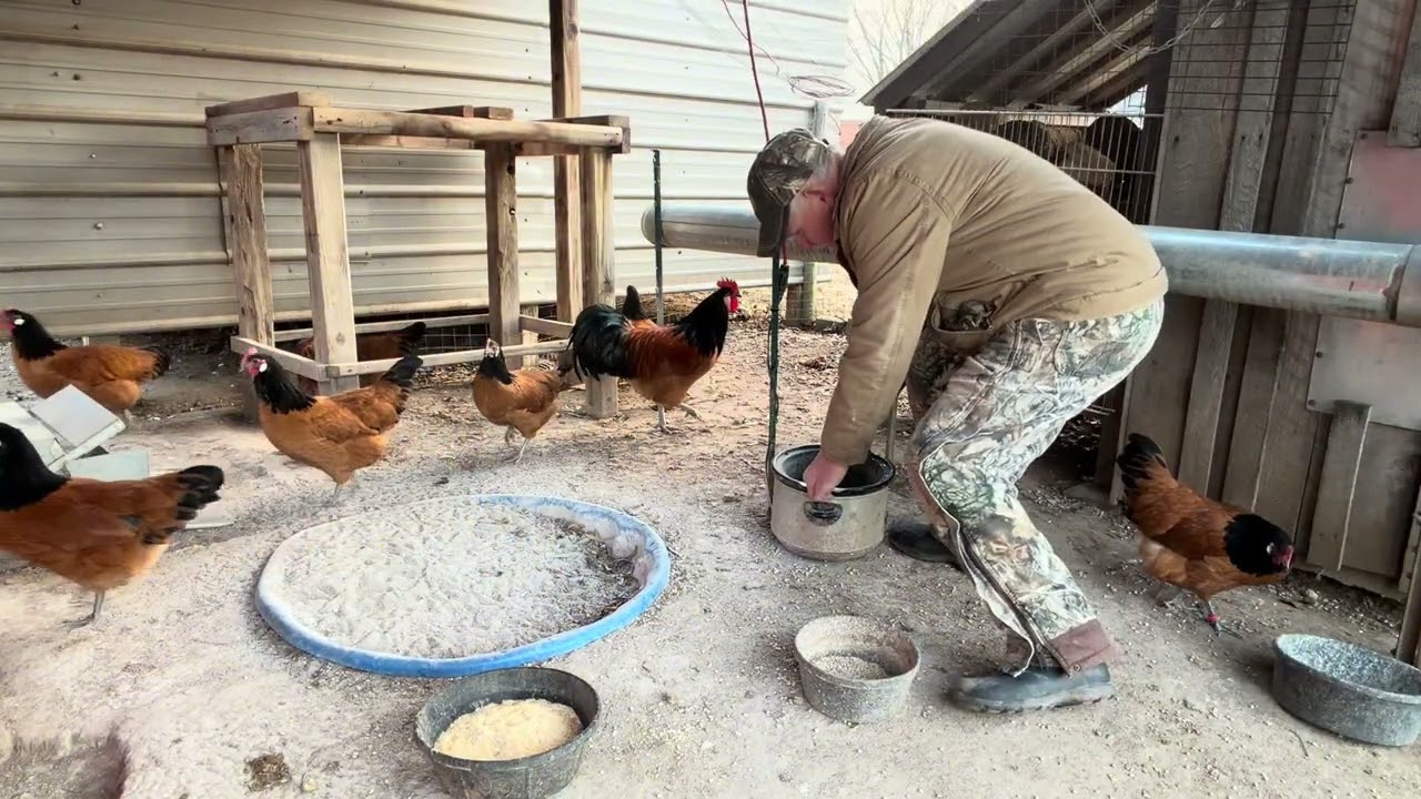 Taking care of chickens in cold weather 