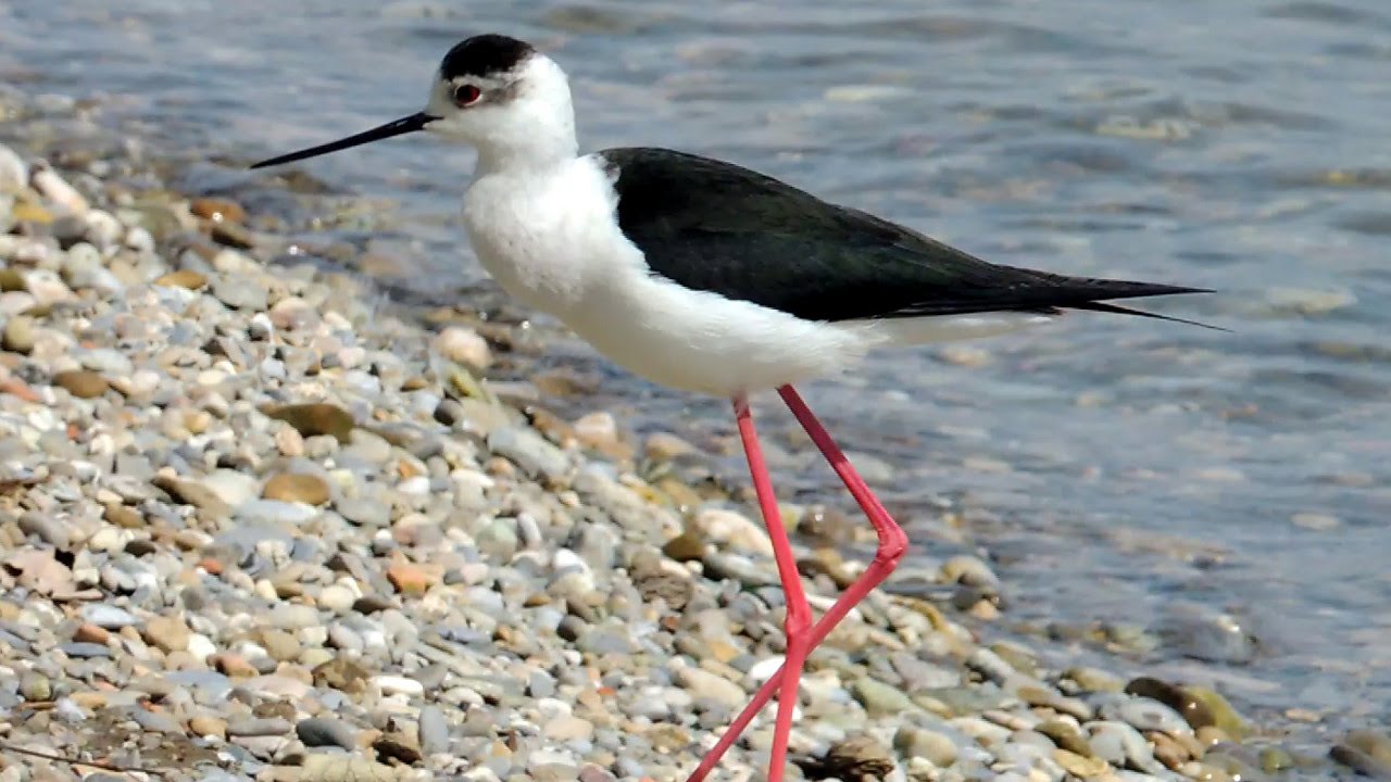 Black-winged Stilt - Stelzenl&auml;ufer - Himantopus himantopus