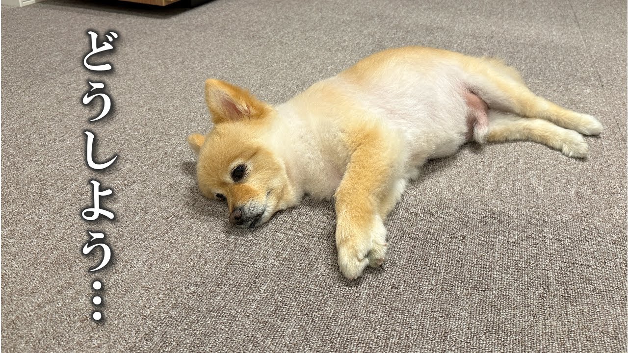 10歳になる愛犬の食事で悩んでいることがあります…