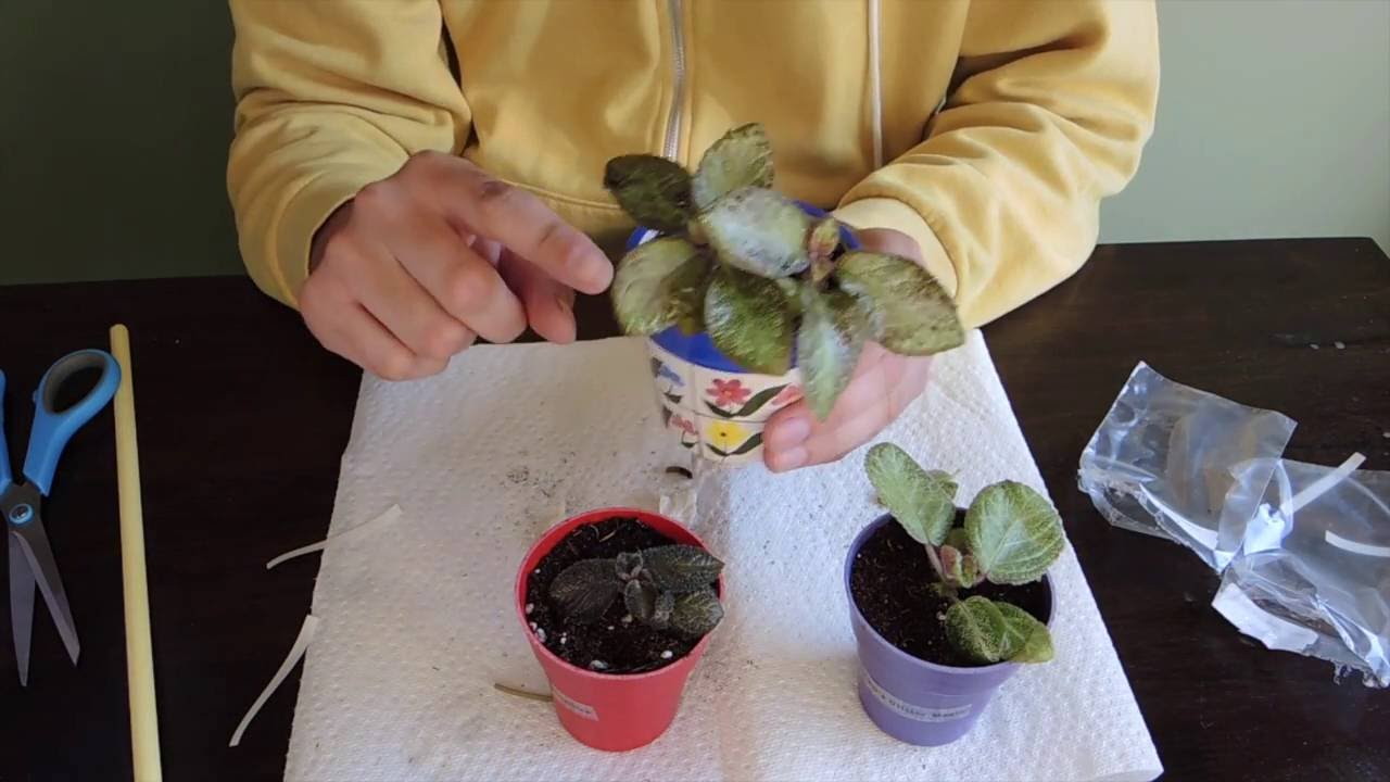 Planting Episcia Cuttings