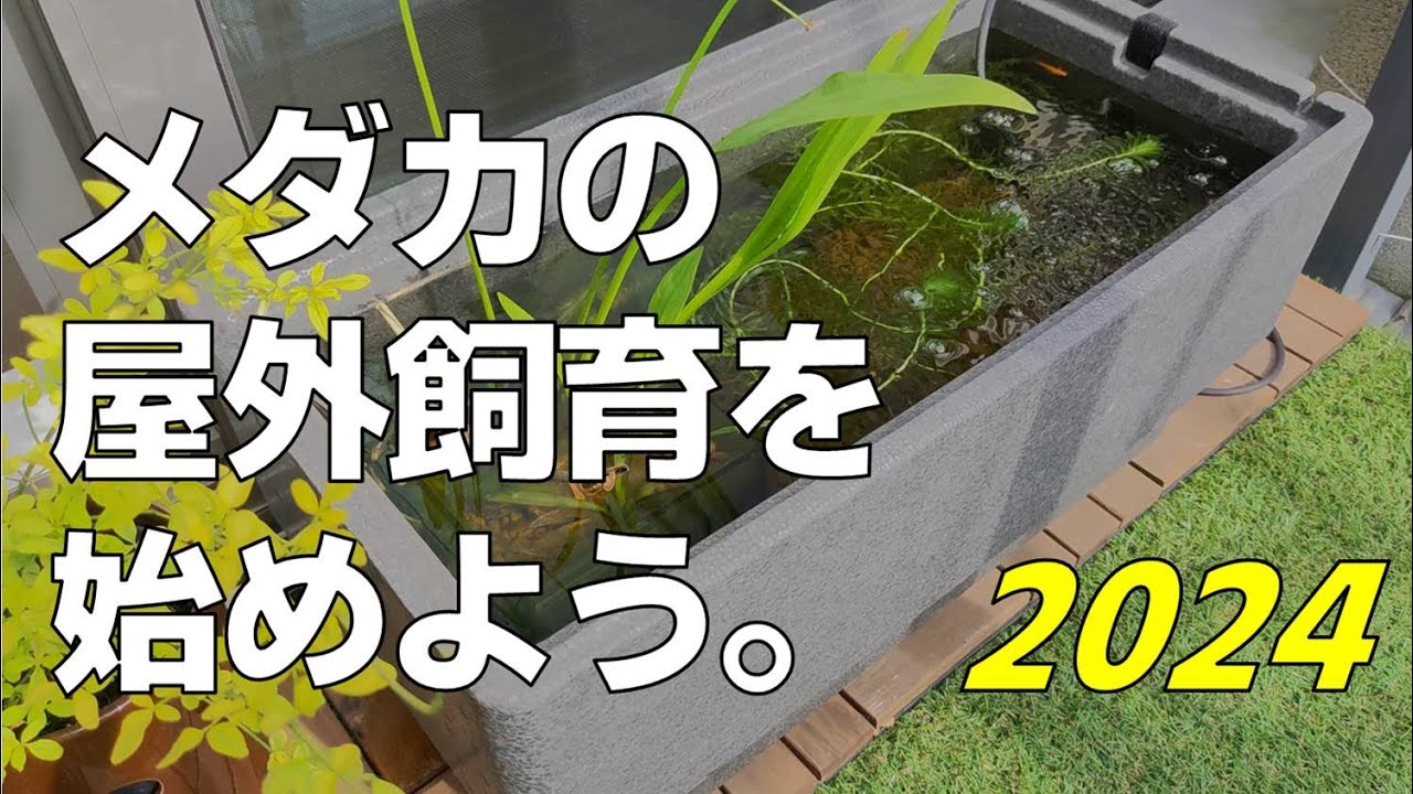 【解説】メダカの屋外飼育を始めよう2024＿GEXメダカ元気快適繁殖ケース