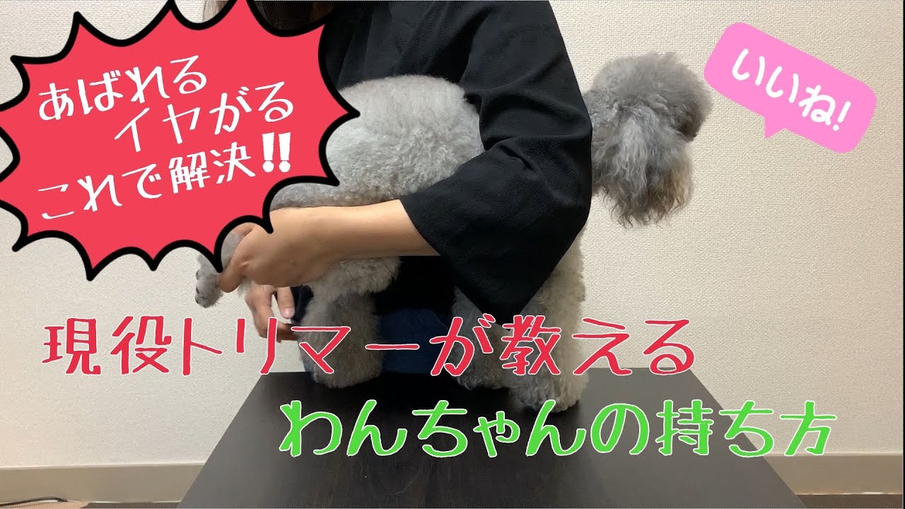 犬のトリミングに最適な持ち方を現役トリマーが解説!!【自宅で簡単】