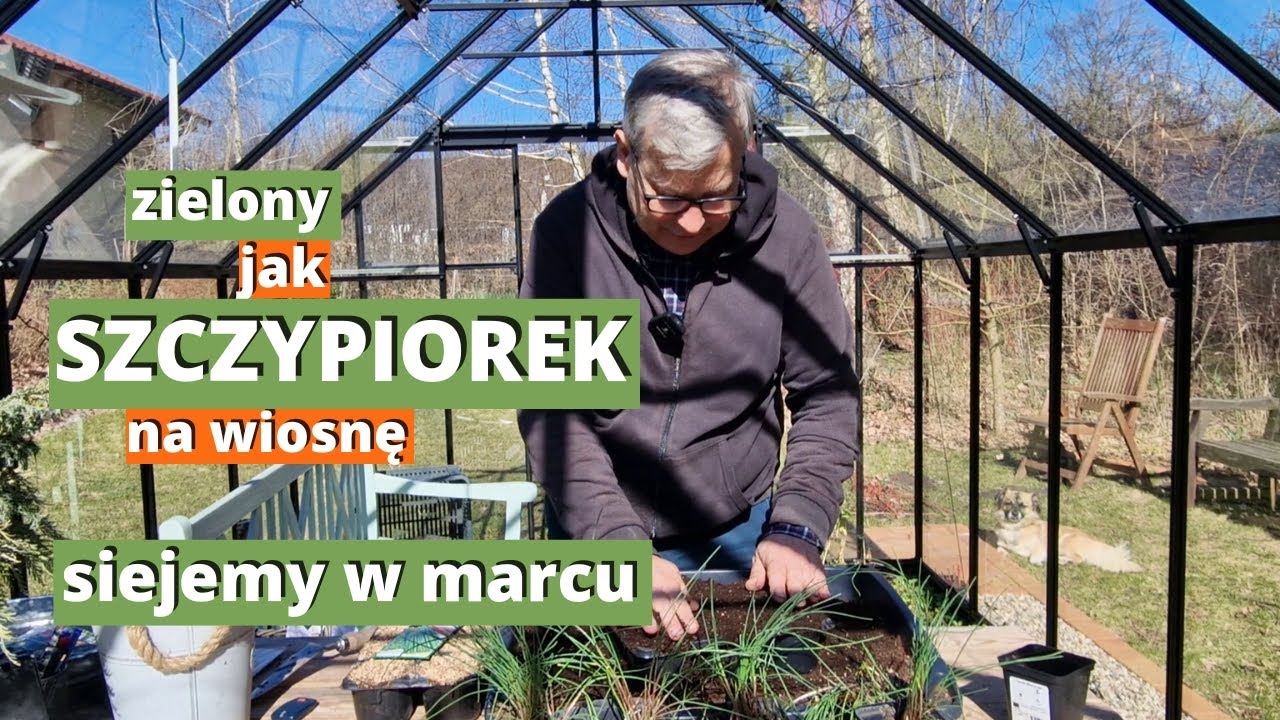 SZCZYPIOREK na wiosnę. Pierwszy szczypior. Siejemy na rozsadę i odmładzamy stary szczypiorek.