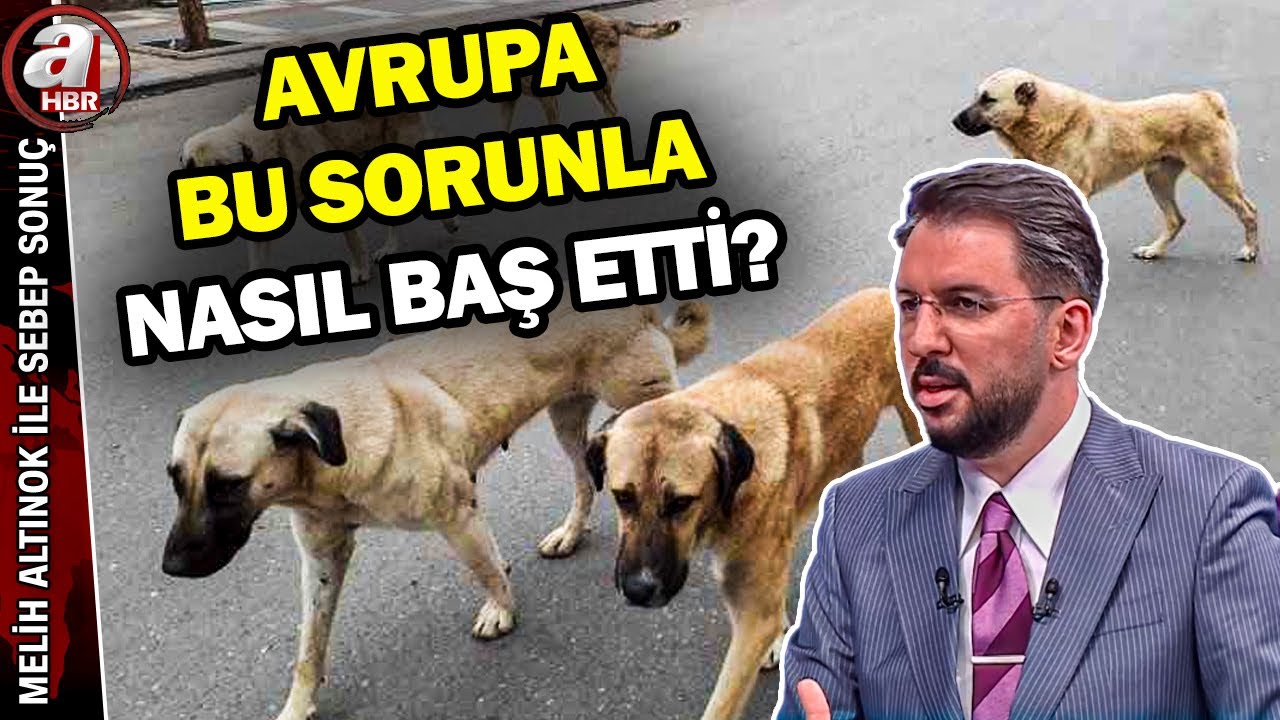 Sokak, başıboş köpek meselesinde ikiye mi bölündü? Kim, ne diyor? | A Haber