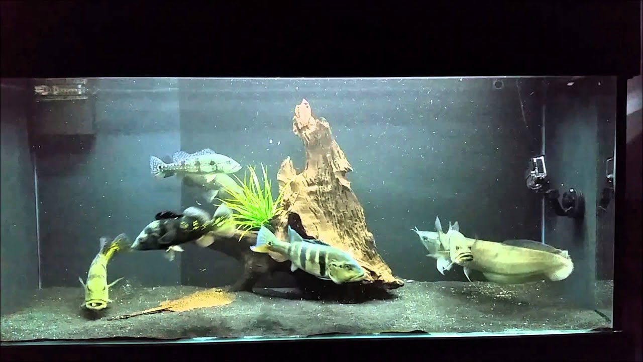 CICHLA TANK BY RODRIGO SGAMBATTI