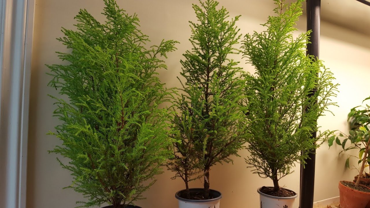 Lemon Cypress First Styling & Repot Part 1
