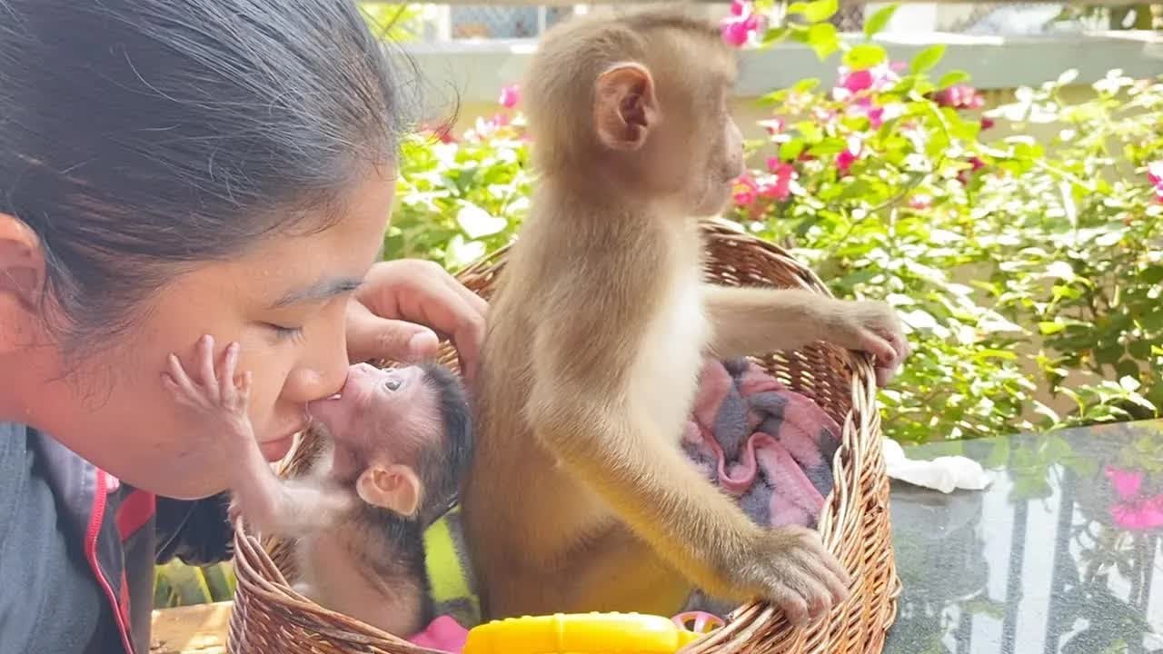 Tiny Baby Shiba Hug Mom's Face Very Gentle Kiss So Sweet