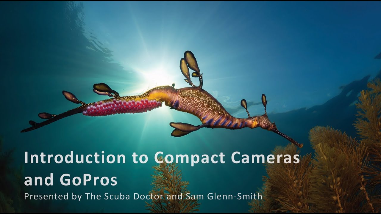 Underwater Photography Tips with Sam Glenn-Smith | Scuba Doctor Workshop Highlights