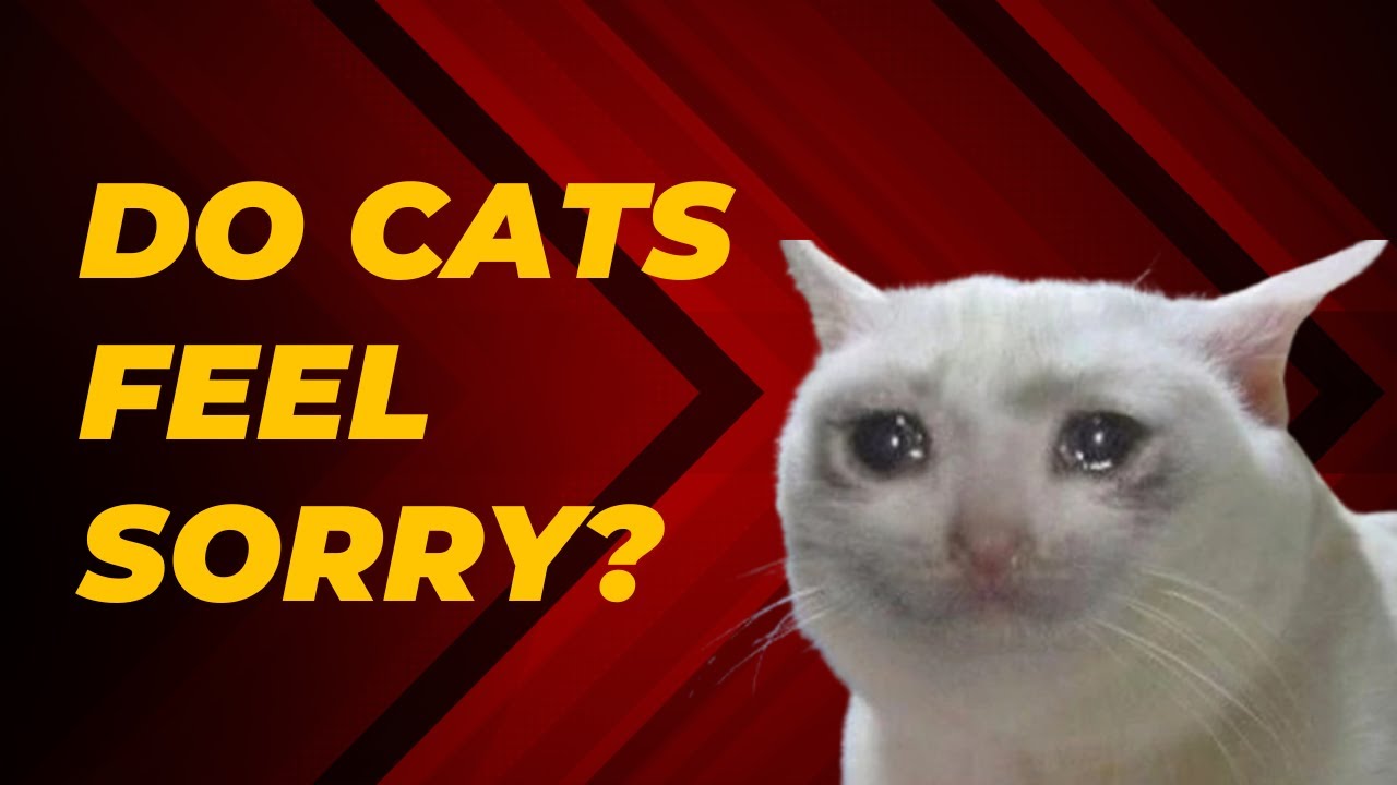 How Cats Apologize To Humans - Do Cats Feel Sorry?