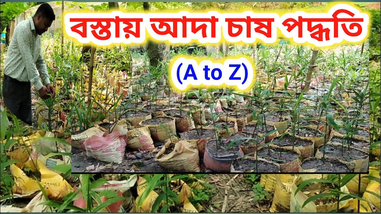 বস্তায় আদা চাষ পদ্ধতি / কিভাবে বস্তায় আদা চাষ করবেন / আদা চাষ পদ্ধতি /Ginger Cultivating in Sacks