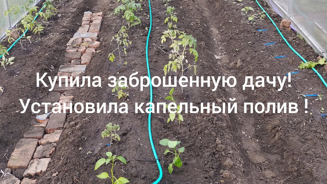 купила заброшенную дачу! установила капельный полив. посадила перцы!