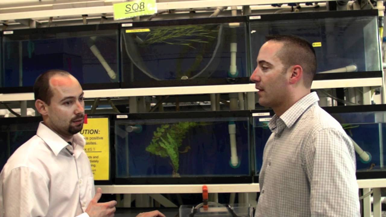 Fish Guy TV Breeding Seahorses