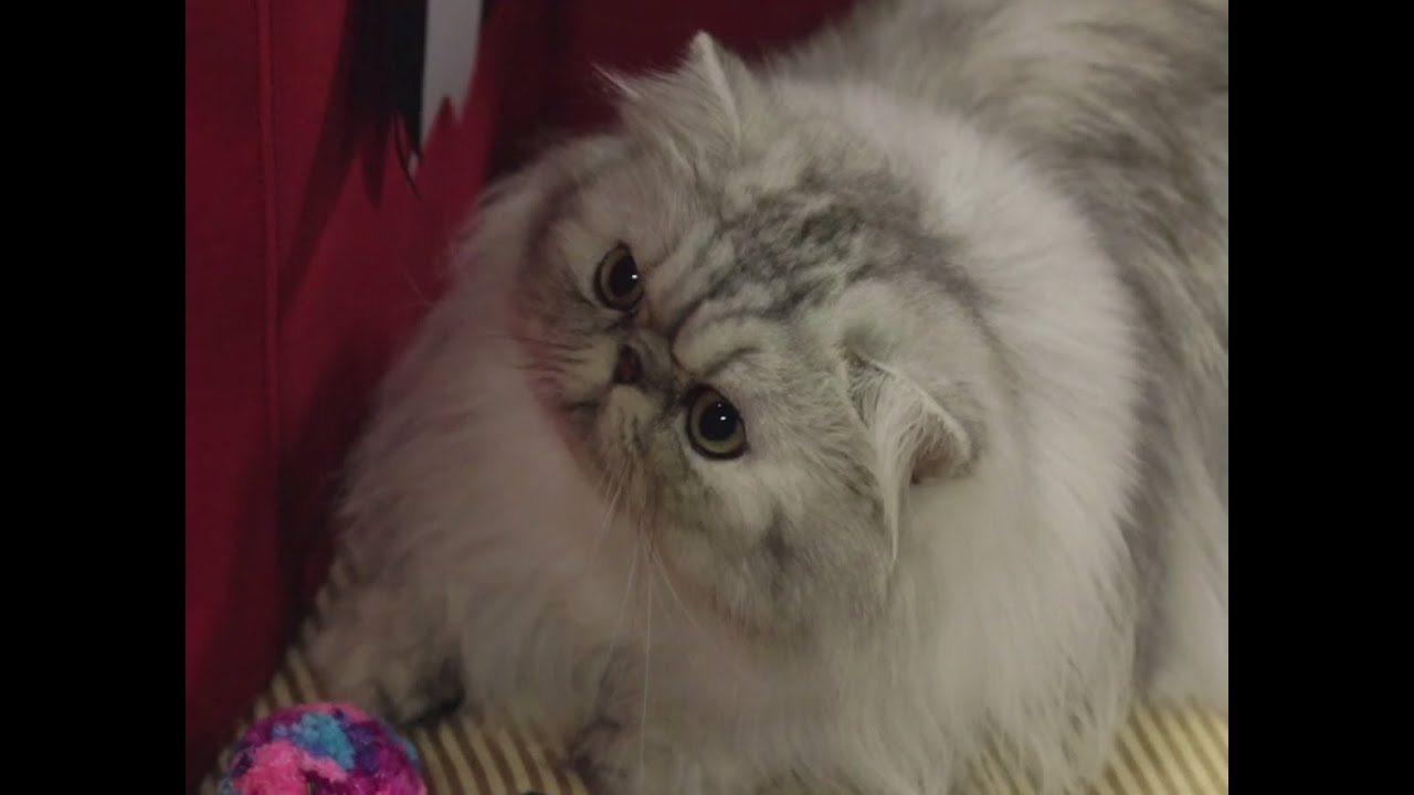 Persian Cats: Meet the Breed with Petco