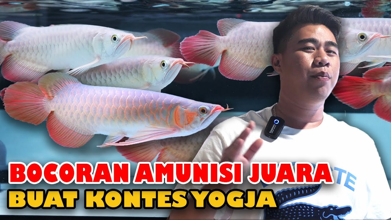 SPEK IKAN IDEAL UNTUK BISA ANGKAT PIALA DI KONTES ARWANA VERSI 88REDGALLERY