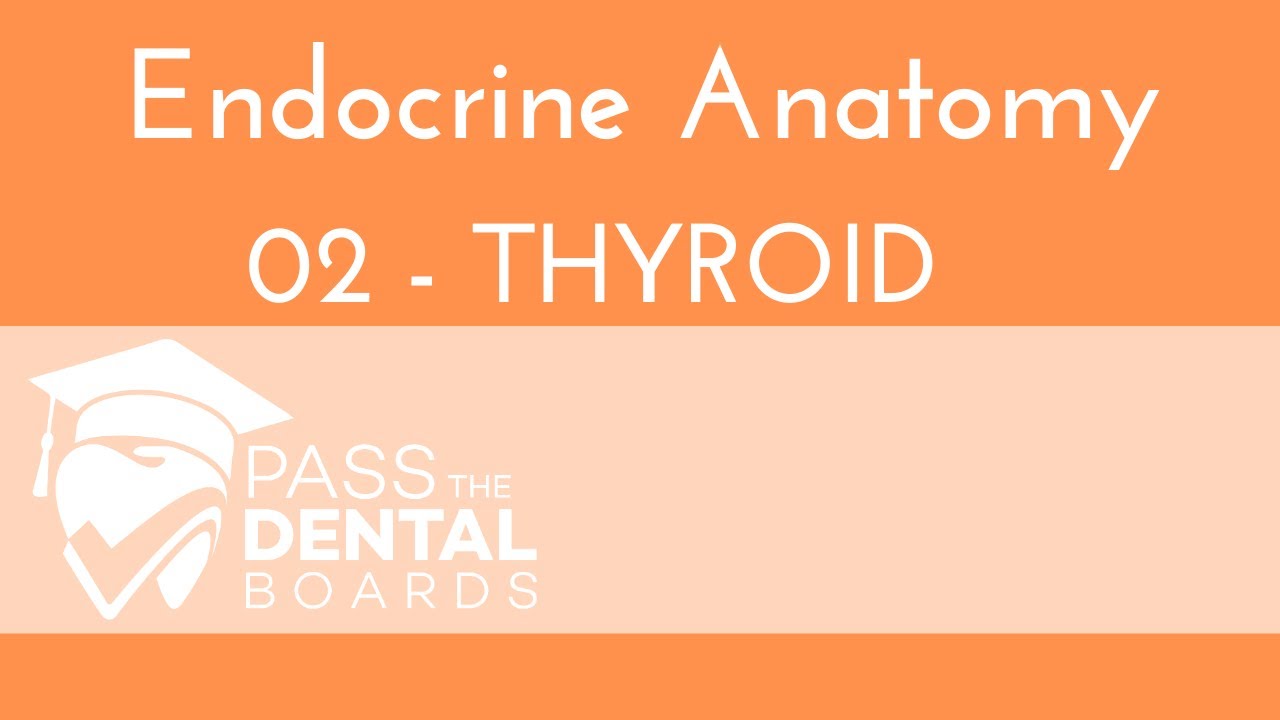 Thyroid ANATOMY - Important Facts You Must Know! (INBDE NBDE USMLE)