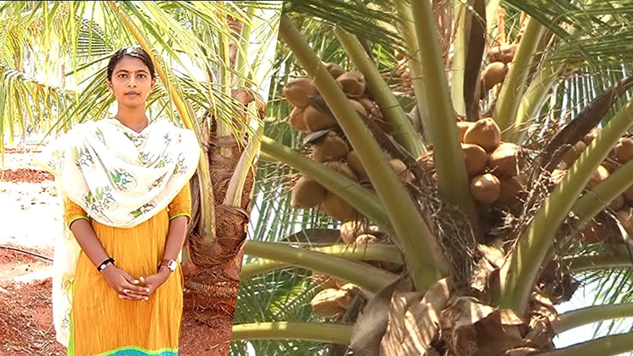 நல்ல தென்னை மகசூலுக்கு அடிப்படை தேவை என்ன ? | மண் போற்றும் பெண் | Malarum Bhoomi 08/09/19