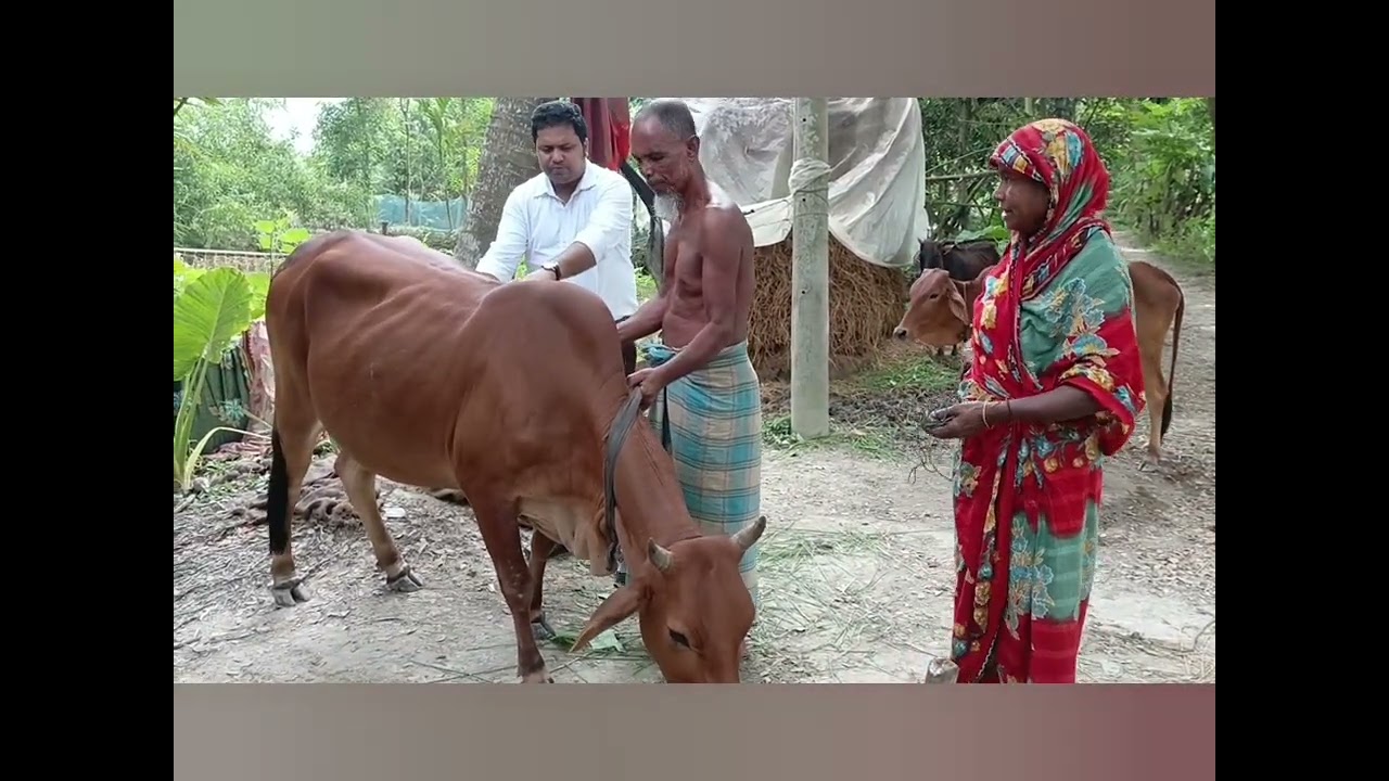 গাভীর ফুড পয়জনিং এর চিকিৎসা 