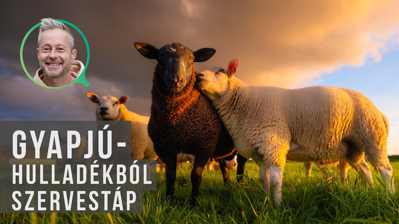 Gyapjú - kertjeink új tápanyaga? | kert TV