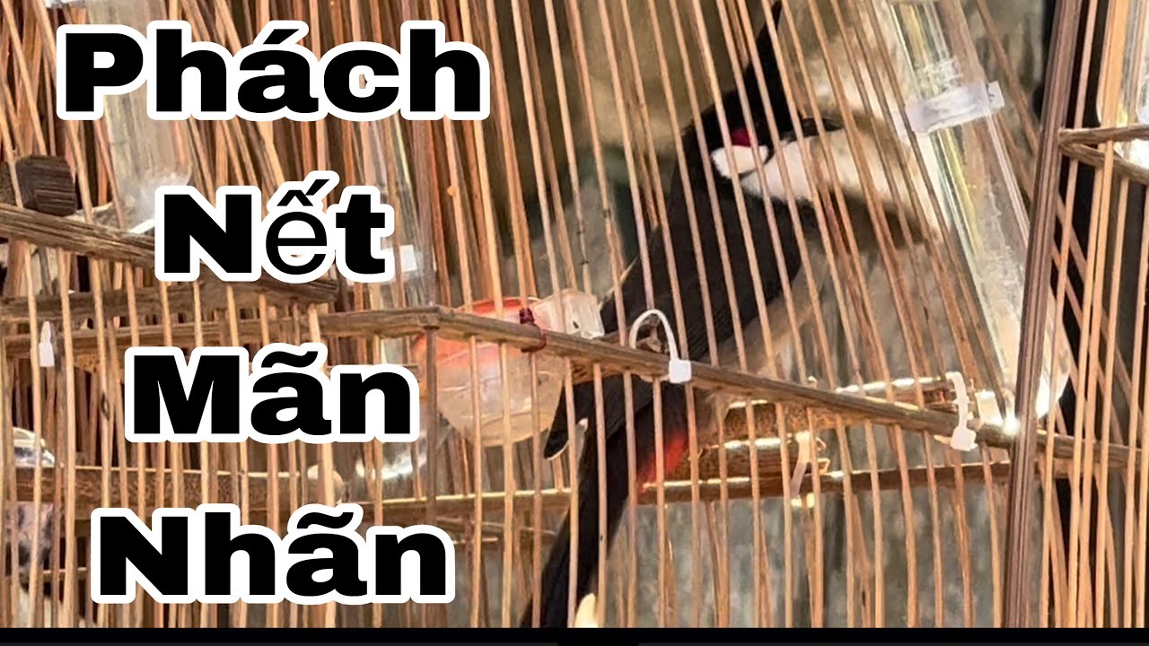 Chú Chim Thi Có Phách Chơi Rất Hay Ai Xem Cũng Thích | Khải Chim Hoà Bình