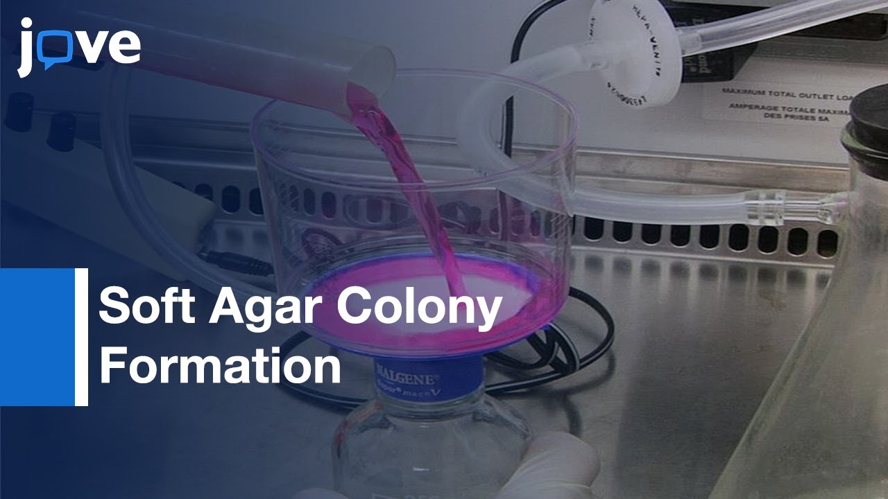 Soft Agar Colony Formation