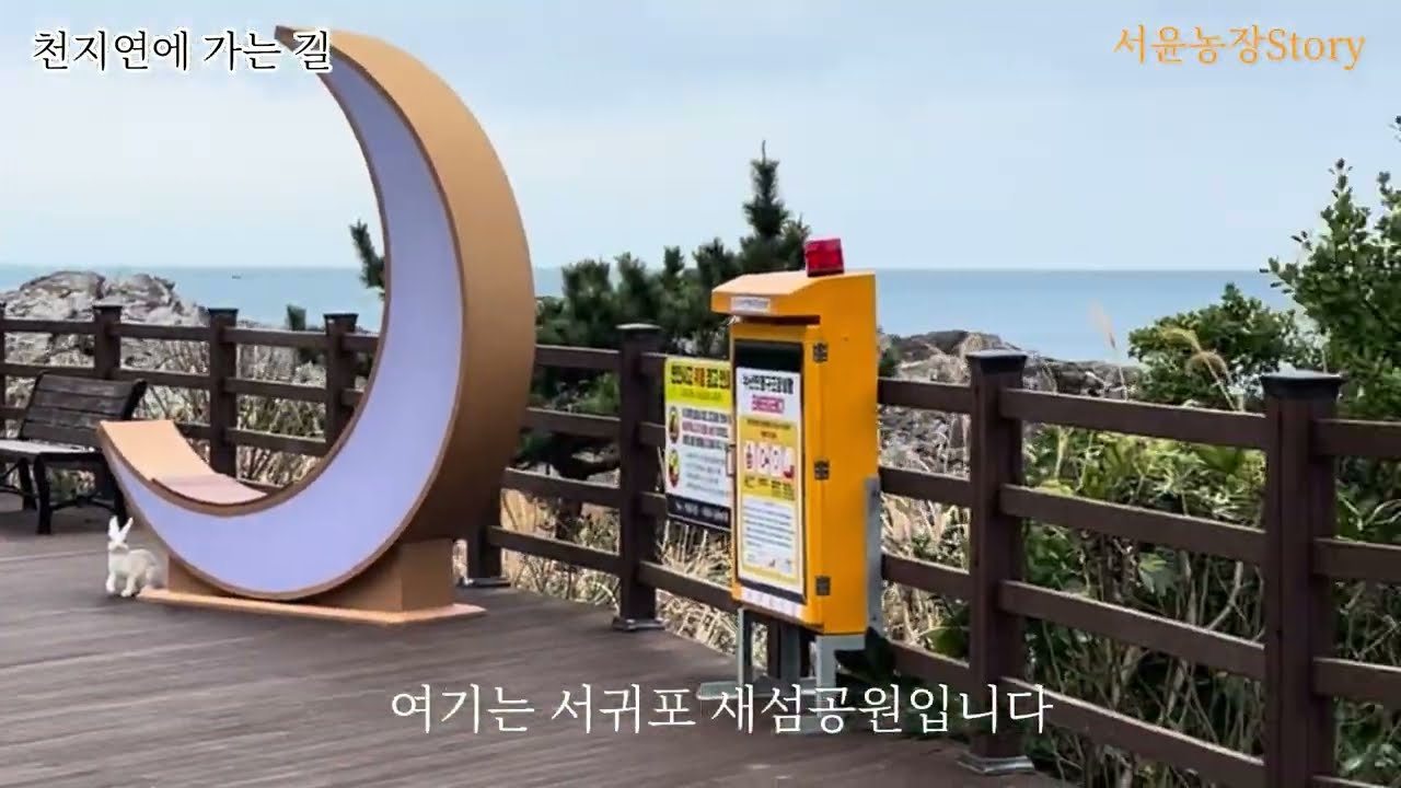 26년 새봄에 천지연가는길 #새봄에제주 #천지연폭포 #천지연가는길목 #천지연폭포길