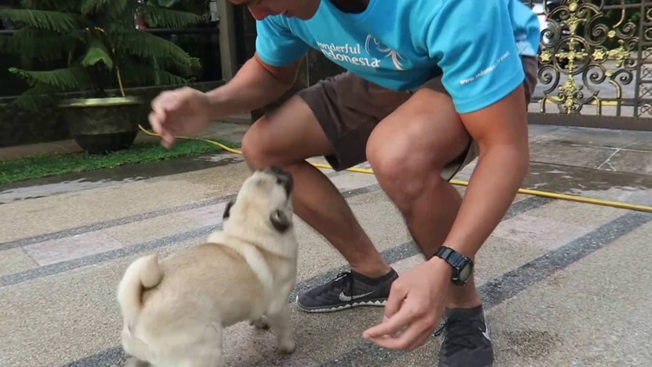 Pug welcomes Daddy Home