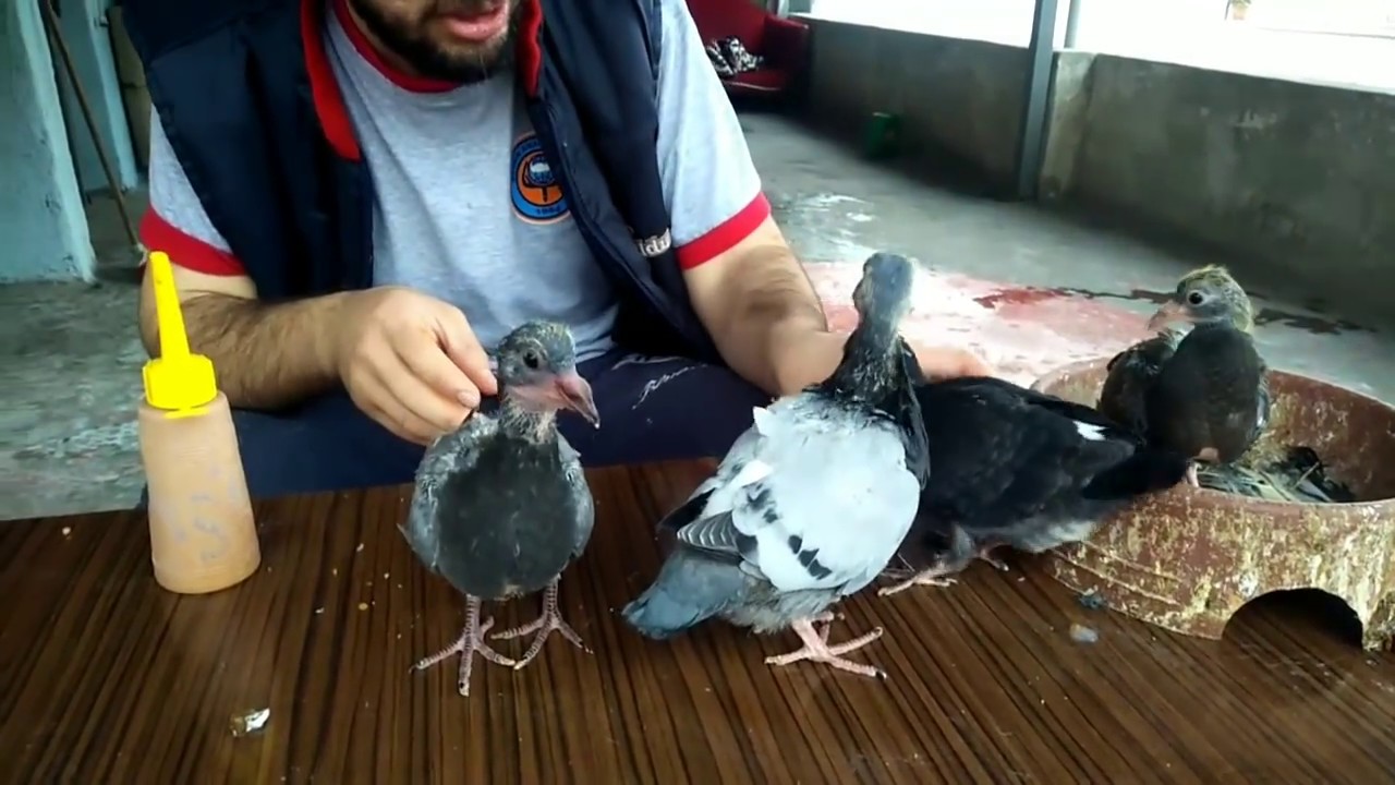 Elle yavru güvercin besleme подача ребенок голубиный- baby pigeon feed - Hand pup Tauben fütterung