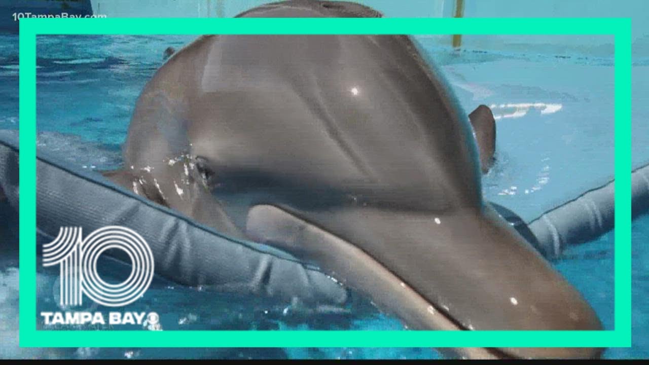 CMA: Preliminary results show Winter the Dolphin died from intestinal torsion