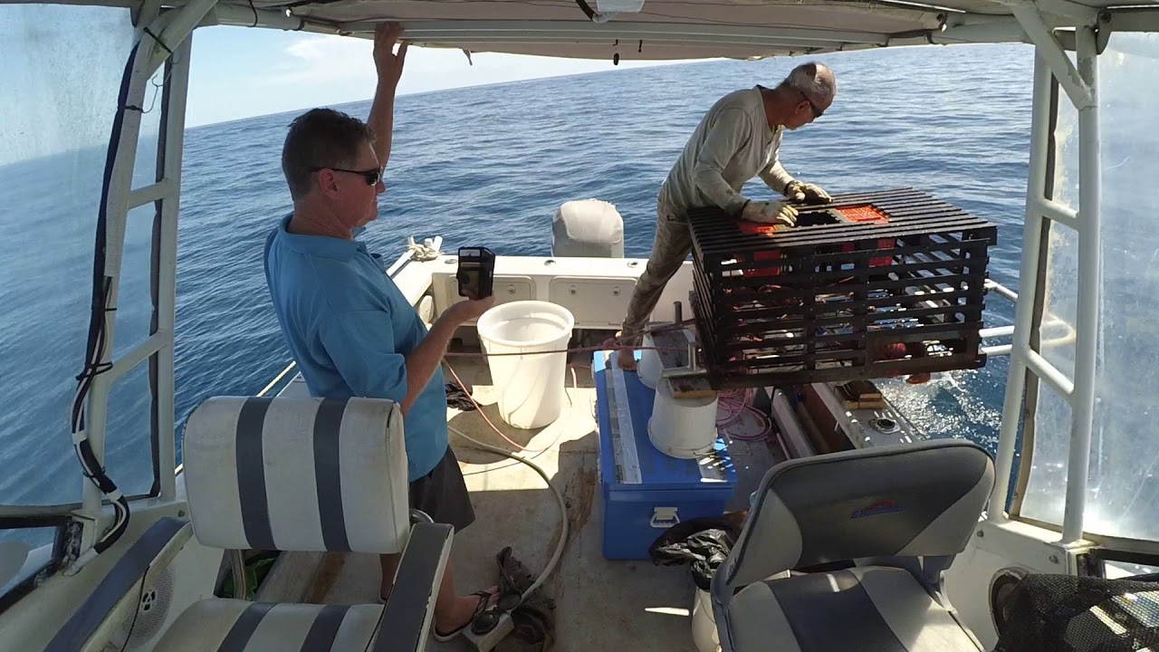Fishing Perth, Western Rock Lobster (Crayfish) 2