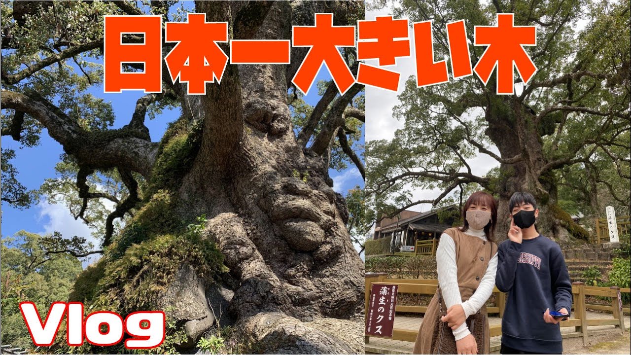 【日本一】巨木シリーズ！「蒲生のクス」