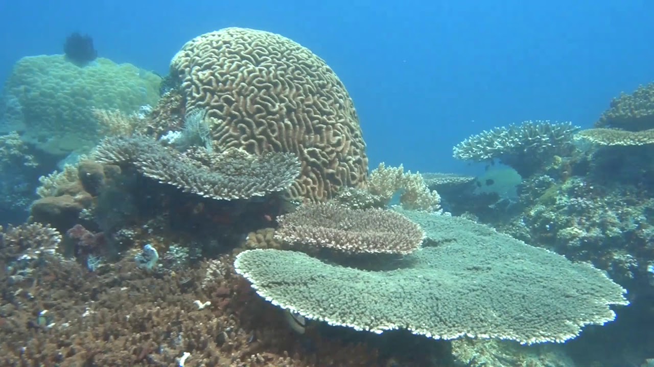 Komodo Coral Reef (14 min.)