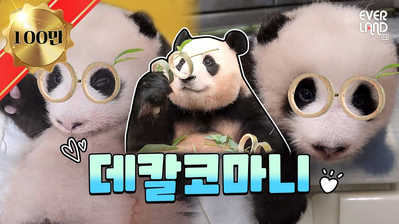 [ENG] 2주 만에 돌아와 여러분의 마음을 사르르 녹여버릴│#판다와쏭 #125