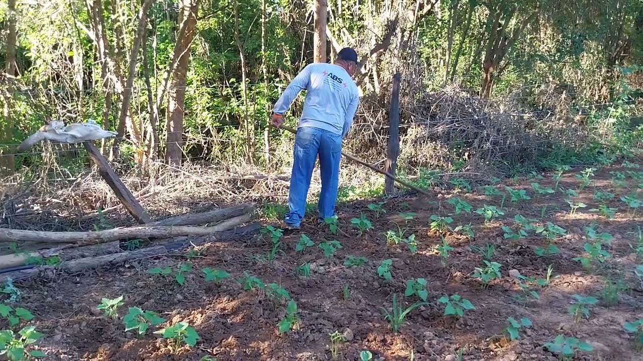Limpando o feijão na roça