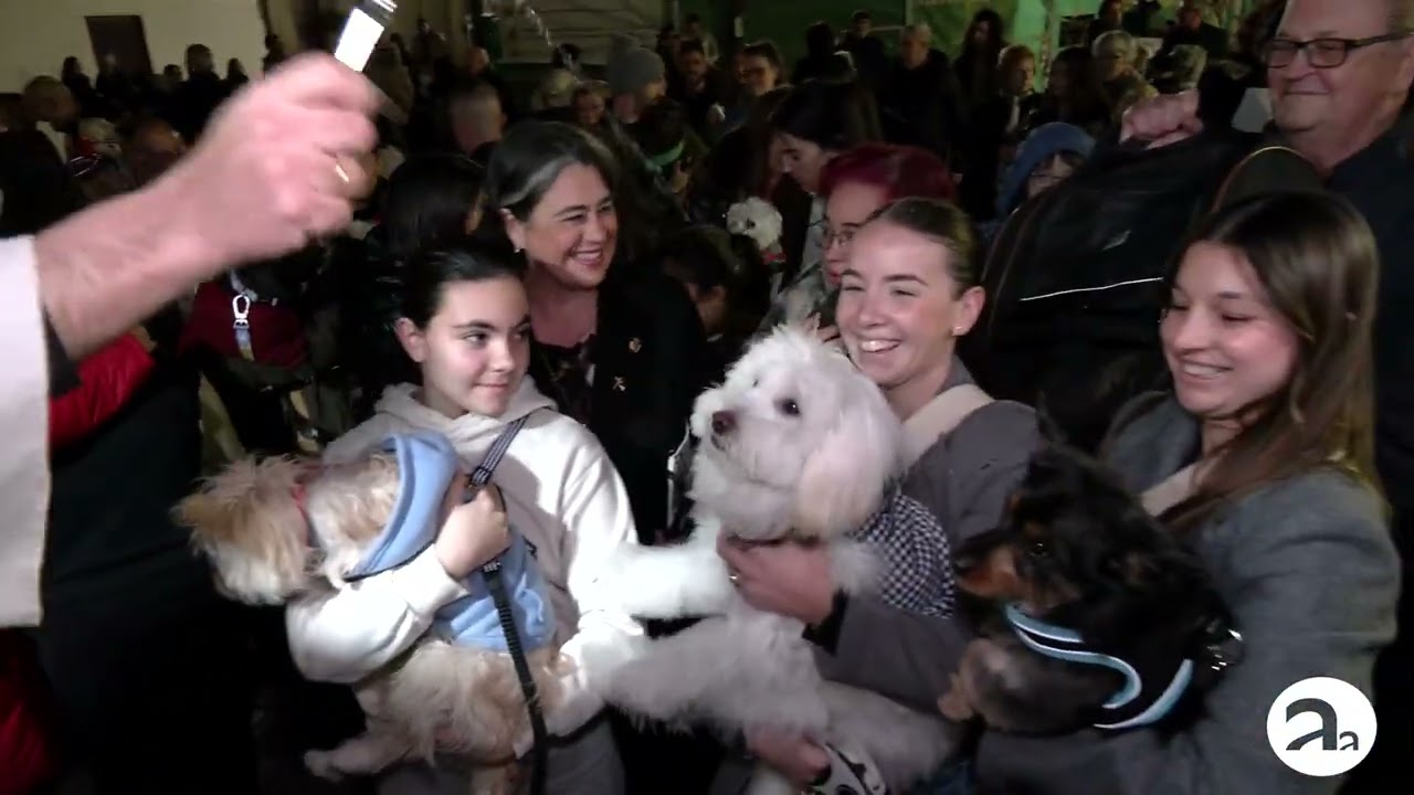 BENDICION ANIMALES EN LA FESTIVIDAD DE SAN ANTÓN. ALBATERA 2026