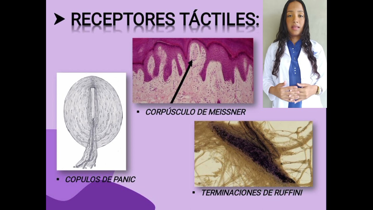 #16 | Sensibilidad som&aacute;tica I. Organizaci&oacute;n general, las sensaciones t&aacute;ctil y posicional