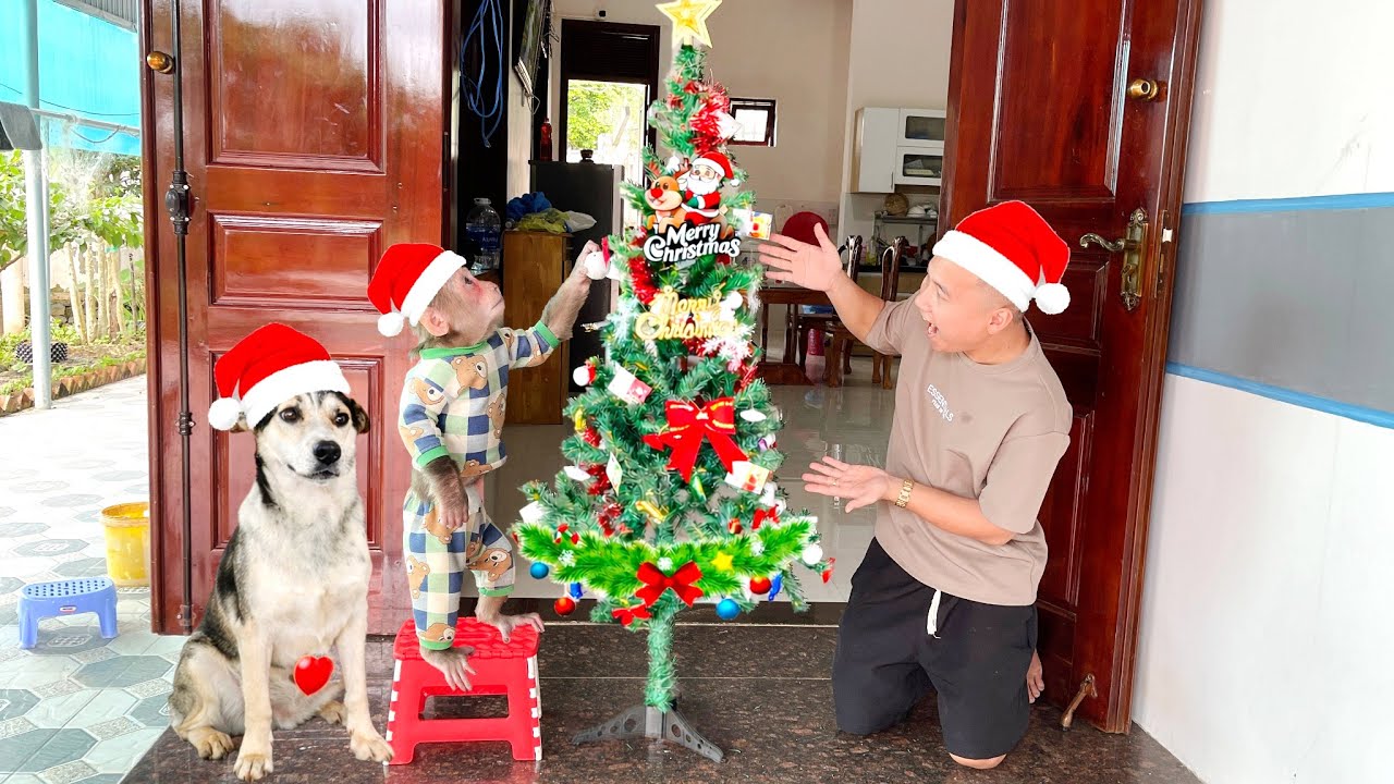 Unforgettable Christmas 🎄 Family CUBIS Decorates the Tree Together ✨❤️