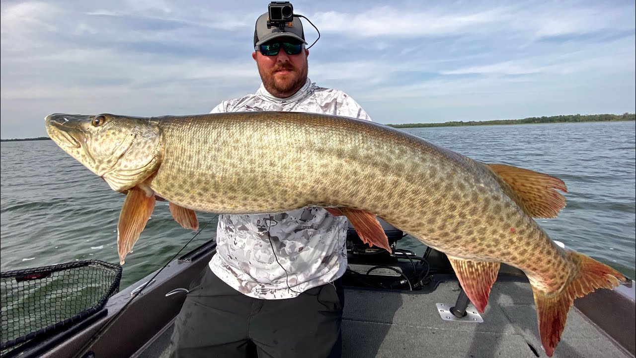 4 MUSKIES in 2 Hours | Leech Lake | Musky Buddy