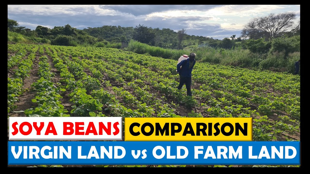 Soya Bean Farming in Zambia: Comparing Growth on Virgin Land vs Established Farm Land