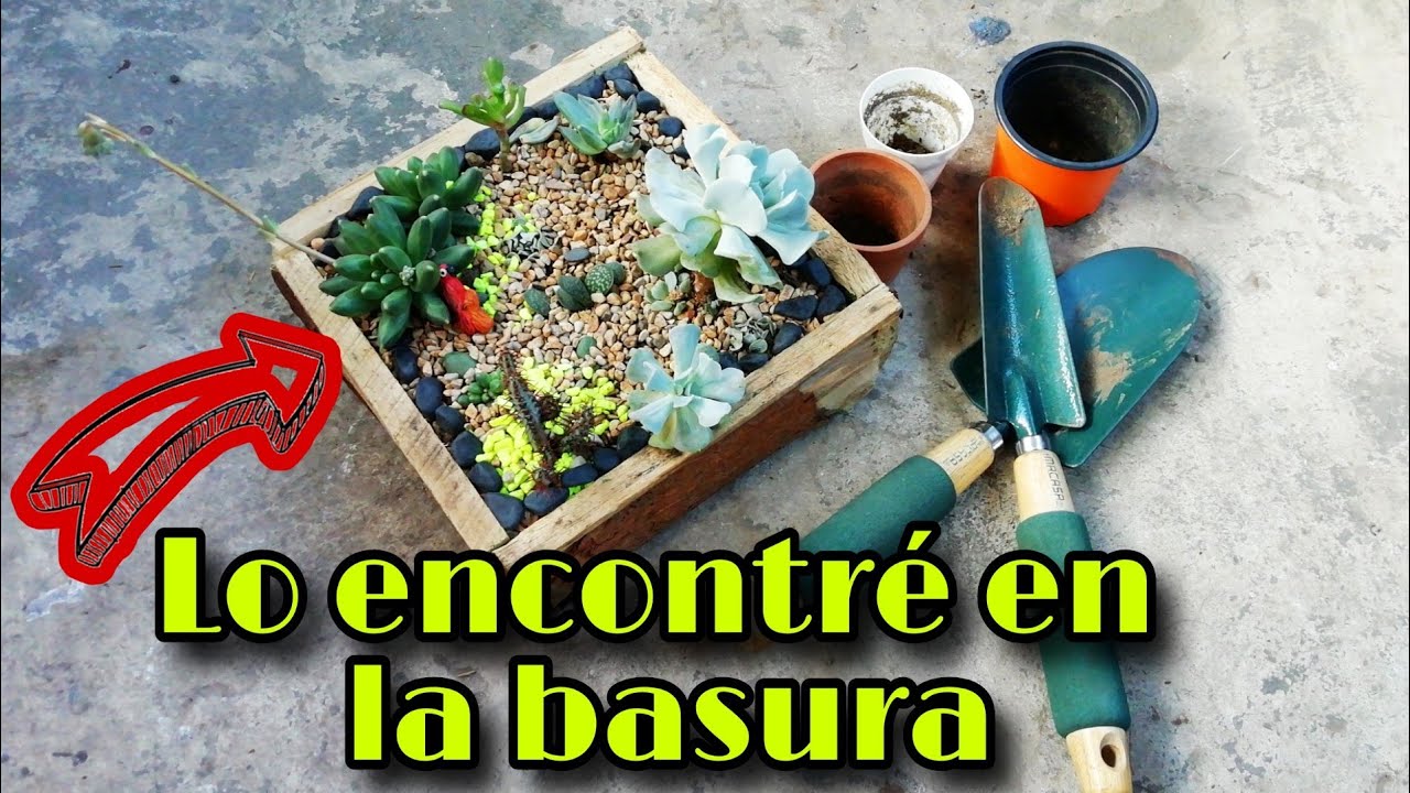 TRASPLANTO SUCULENTAS PARA MEJORAR SU CRECIMIENTO 🌱 | Jardines by Angie