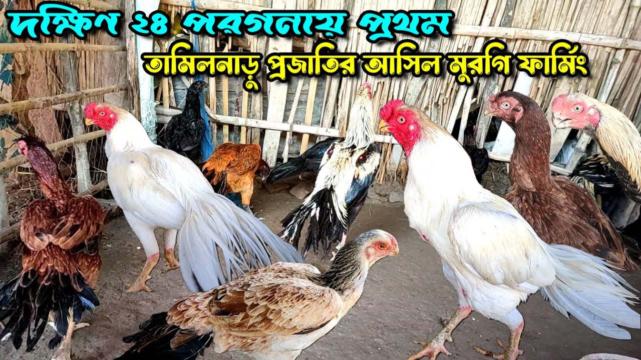 দক্ষিণ ২৪ পরগনায় প্রথম তামিলনাড়ু প্রজাতির আসিল মুরগি ফার্মিং | Aseel Murgi Farming | @Haatinformer