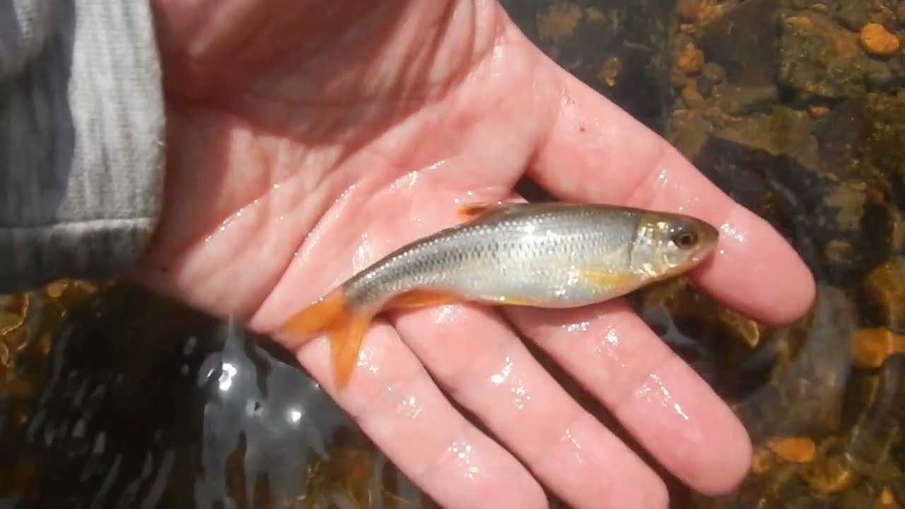 川魚をルアーで釣る。カワムツ編19　海沿いの小規模河川。 Lure fishing for 
