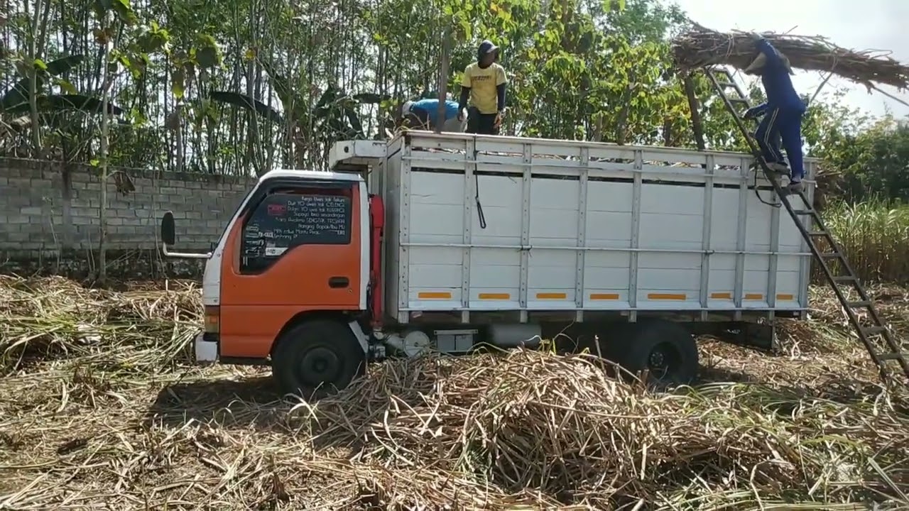 Penebang handal dan muat tebu ke dalam bak truk PART 3