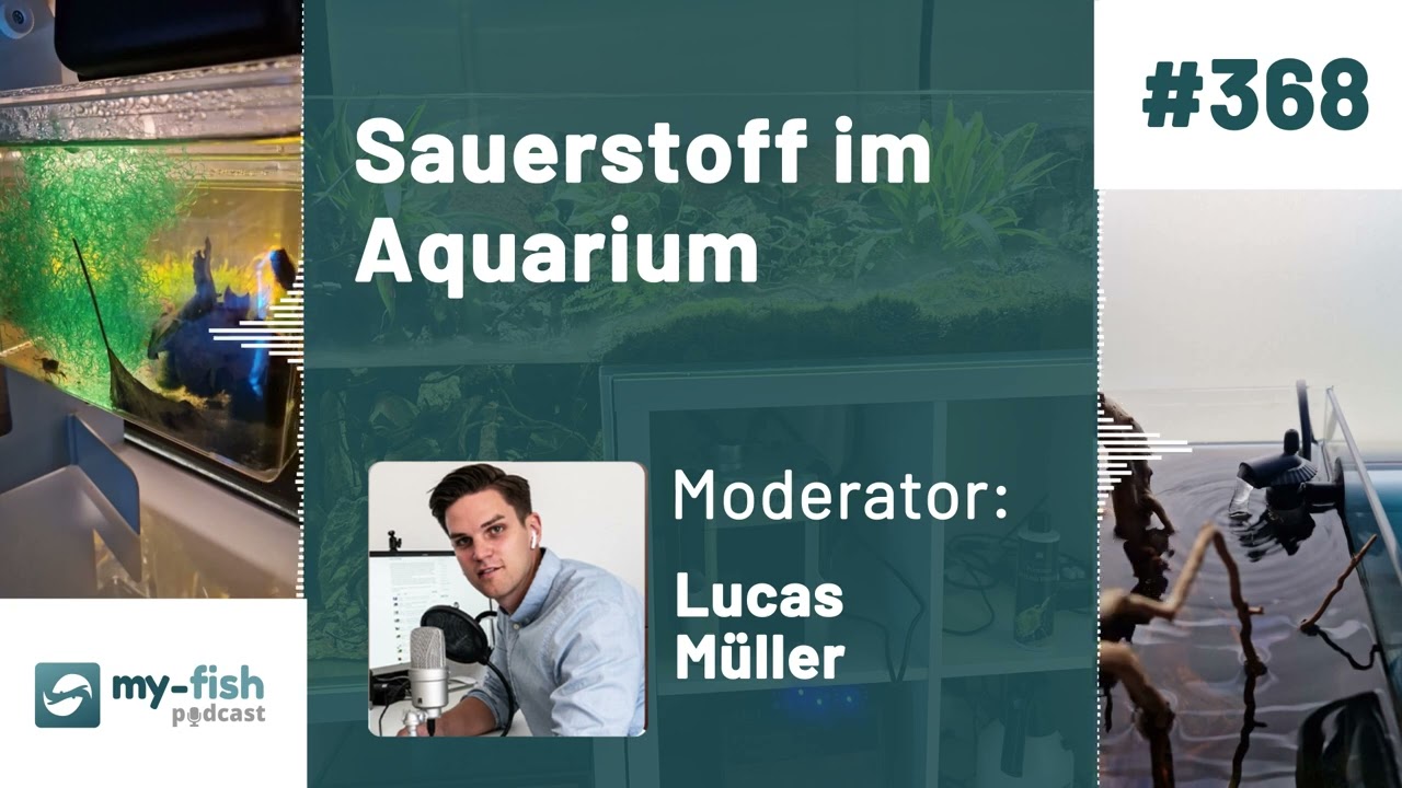 my-fish.org - Sauerstoff im Aquarium - Warum O2 wichtig ist und wie es entsteht