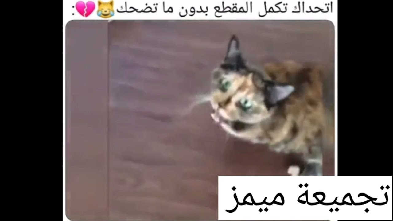 تجميعة ميمز|اتحداك تكمل مقطع بدون ما تضحك 😂