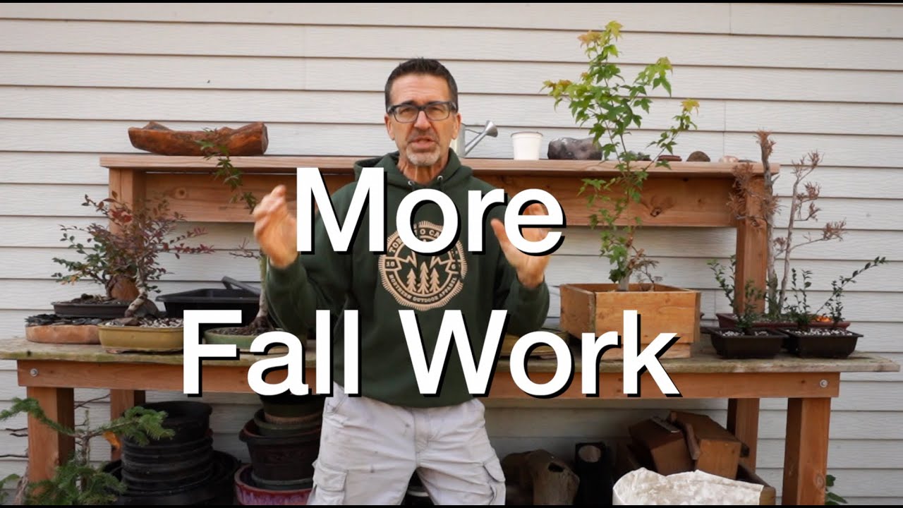 More Fall Work:  Dave's Bonsai E257