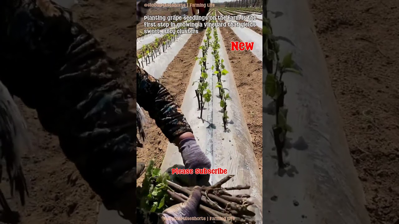 Planting Grape Seedlings for Vineyard Success 🍇🌱 #FarmLife #VineyardTips