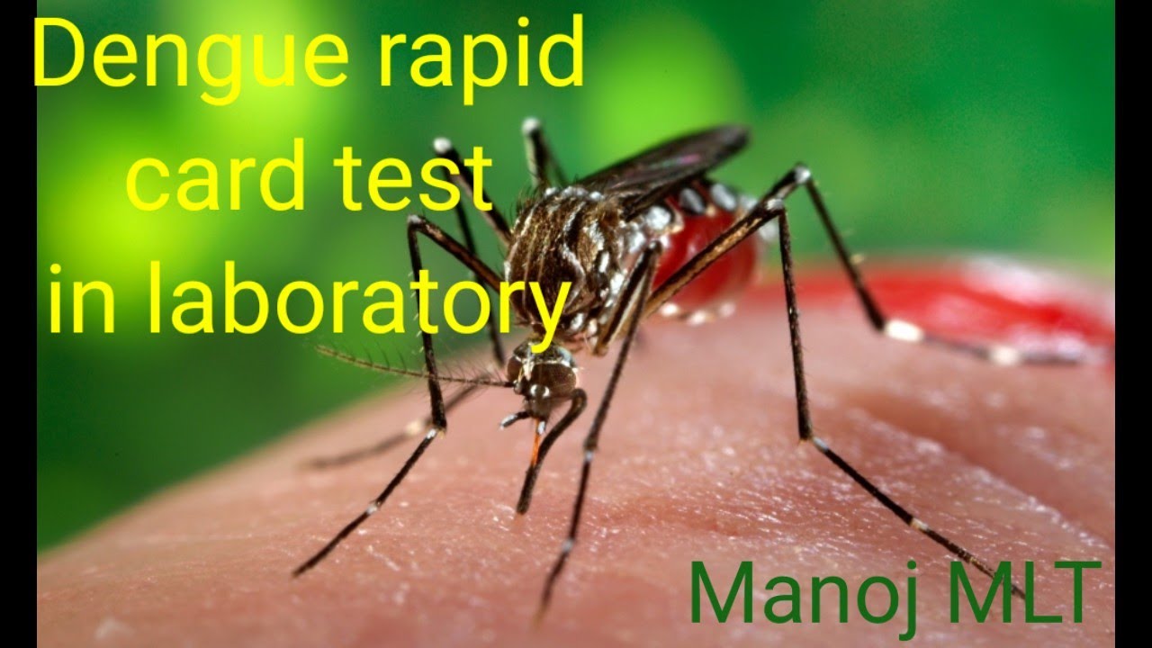 Dengue test in hindi / ns1 antigen / igG and igM antibodies test