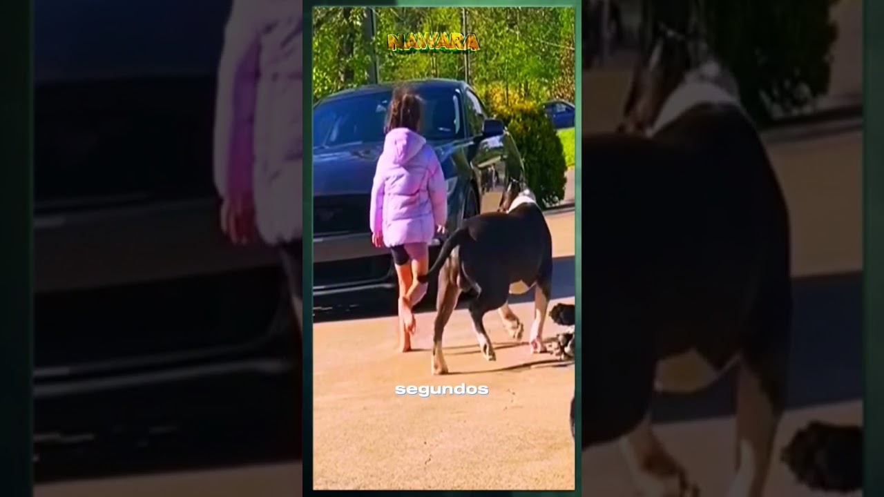 Enormea perros guardianes protegen a ni&ntilde;a.