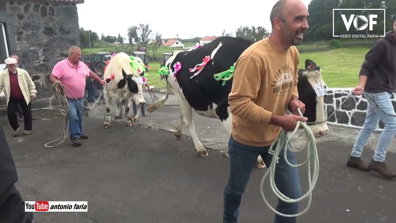 Cortejo das vacas 2023 Esp. Santo, Norte Pequeno   Ilha São Jorge